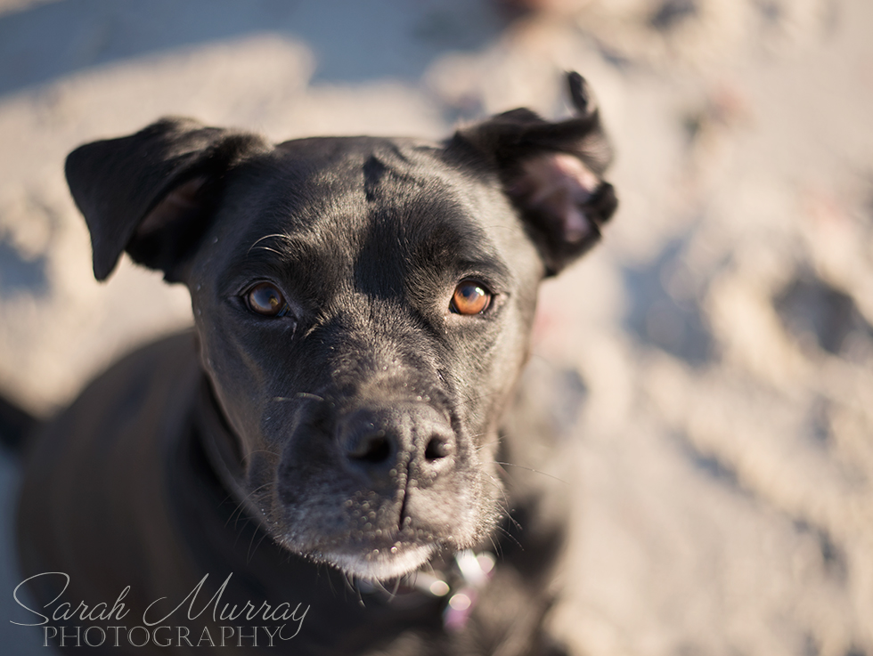 Cape Cod Engagement Session at the Wychmere Beach Club in Harwich Port, Massachusetts - Sarah Murray Photography